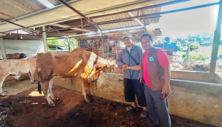 Managemenen Hotel Ciputra, Mall Ciputra, dan DKM Assyuhada berbagi daging qurban.