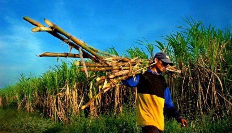 Petani Tebu (Dok : indonesiyes.com)