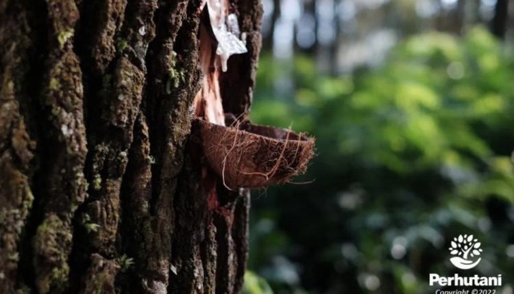 Kelola Hutan Berkelanjutan, Perhutani Siap Penetrasi Pasar Internasional