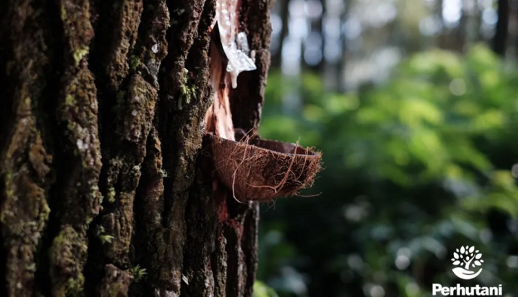 (Dok. Perhutani)