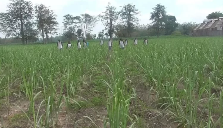 (dok. ANTARA/Hanif Nashrullah)