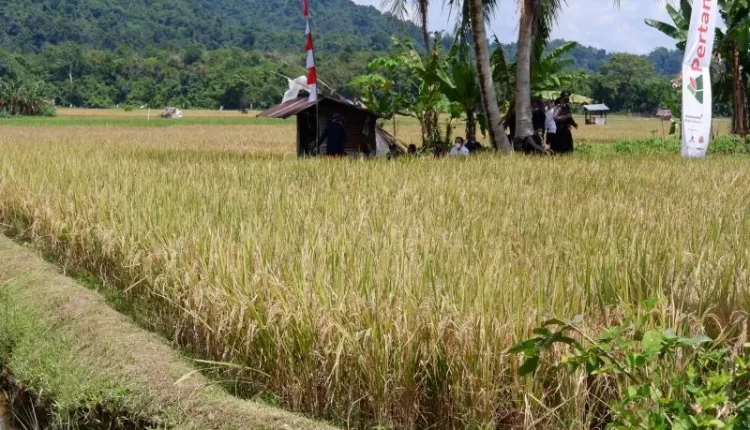 Ilustrasi. (ANTARA/Dedi)