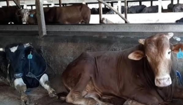 Sambut Hari Raya Idul Adha, IFG Sumbangkan 123 Ekor Hewan Kurban